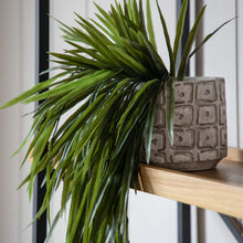 Load image into Gallery viewer, Faux Trailing Spiky Rhipsalis Fern in Soil
