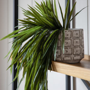 Faux Trailing Spiky Rhipsalis Fern in Soil