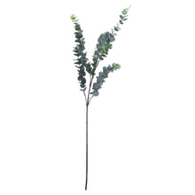 Load image into Gallery viewer, Silver Dollar Eucalyptus Stem
